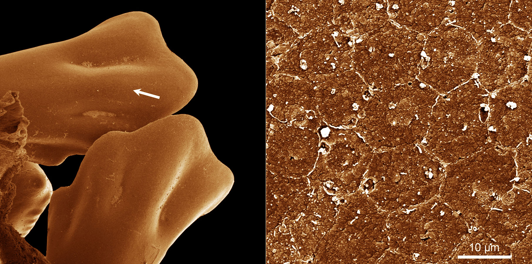 Chicken feet and skin-cells turned to glass by the Sandia and University of New Mexico silicizing process.