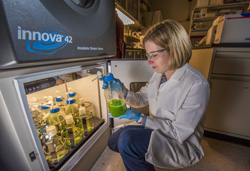 Truman Fellow Anne Ruffing looks at a flask of cyanobacteria with precipitated fatty acid floating on top. She has engineered two strains of cyanobacteria to produce free fatty acids, a precursor to fuels, as she studies the direct conversion of carbon dioxide into biofuels by photosynthetic organisms.
