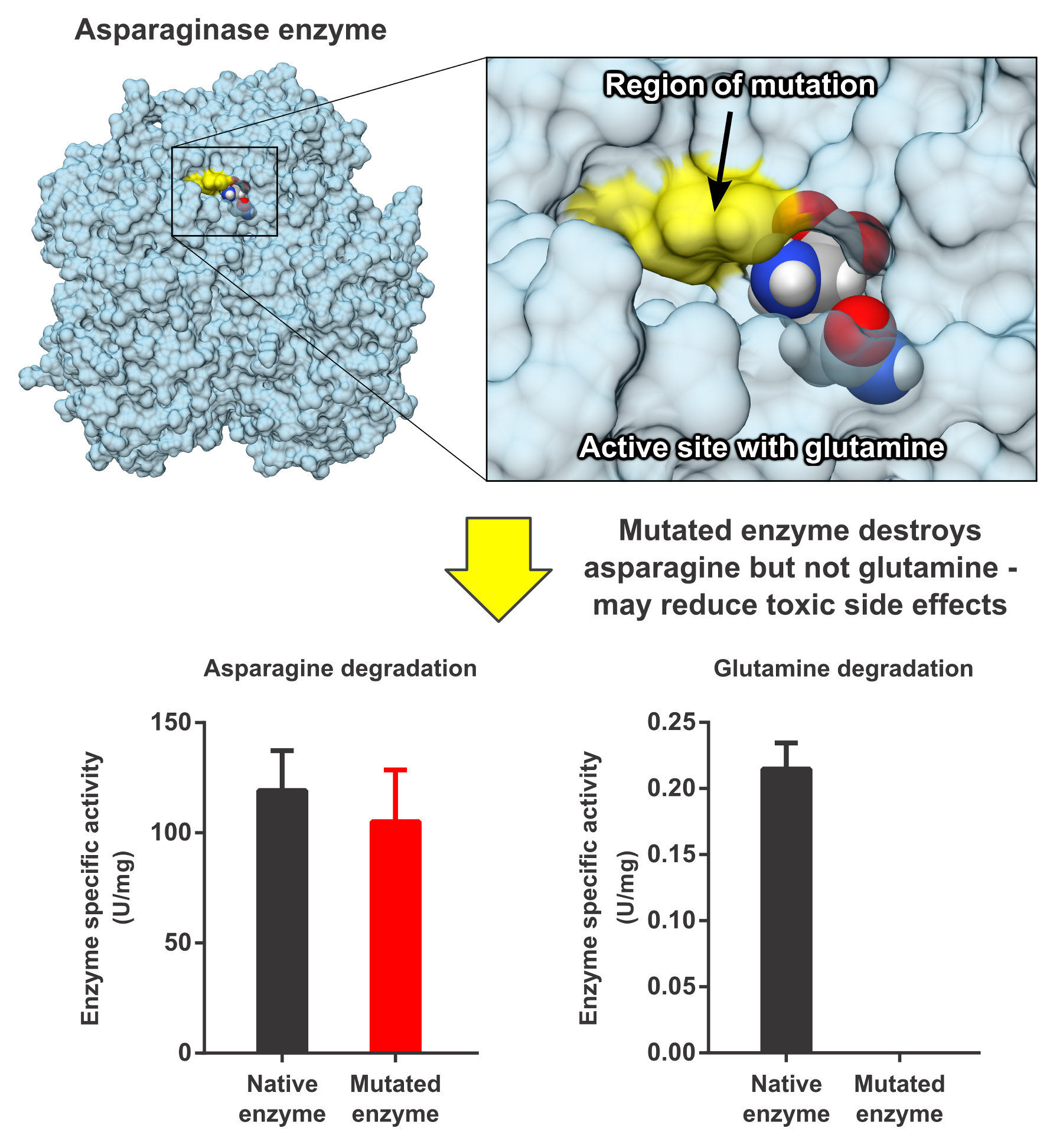 A simulation by researchers at Sandia National Laboratories and the University of Maryland demonstrates that a mutated enzyme will degrade  asparagine --  food for some cancers -- but leave glutamine, necessary for all proteins, untouched.