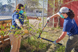 Sandia National Laboratories employee Tracy Flynn, left, and volunteer Marlene Vega trim branches at the Rio Grande Food Project’s urban garden in Albuquerque as part of National Volunteer Month in April. “I’m blessed to have the time and opportunity to serve,” said Flynn. “The garden lets people get back to nature and provides healthy food options for those in need. Digging in the dirt is cool too.”