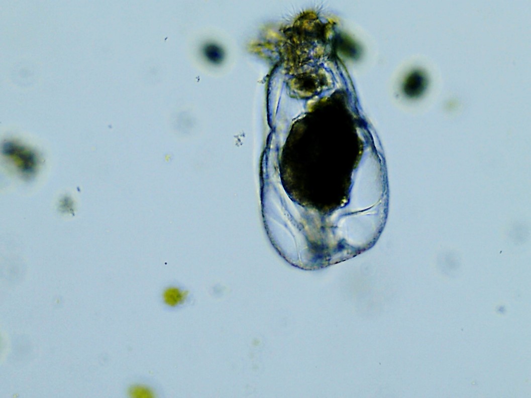 Microscope photo of a rotifer grown at Sandia National Laboratories with a belly full of algae.