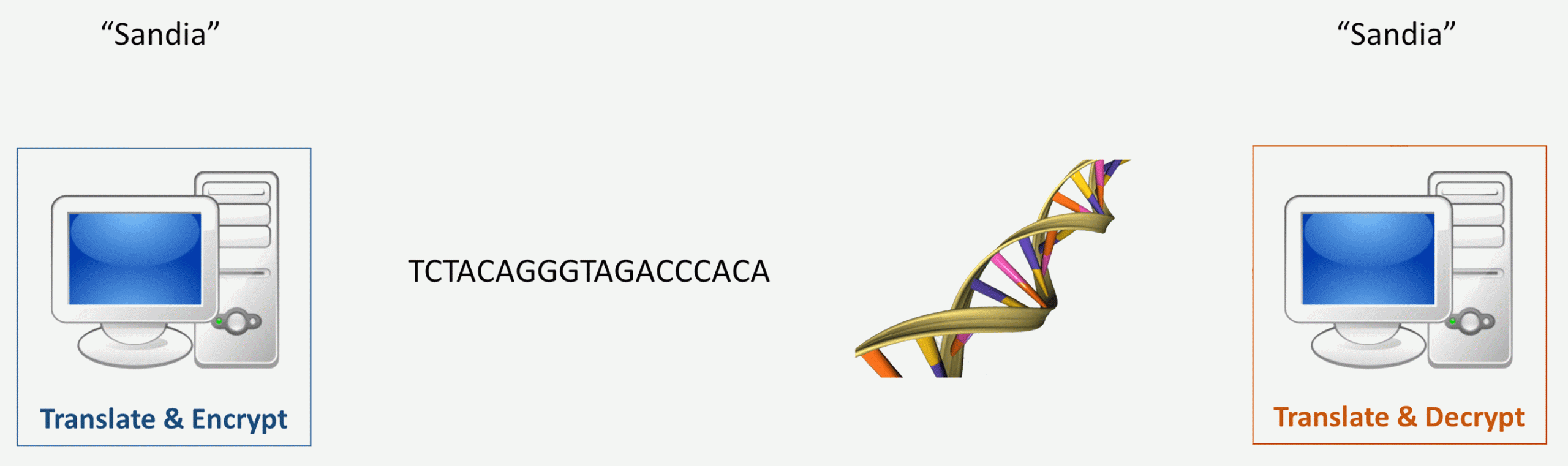 The Bachands' method of encrypting a message into DNA. Using a computer algorithm they can encrypt a message into a sequence of DNA. Then they chemically synthesize the DNA. The DNA can be read by DNA sequencing, and then translated and decoded using the same computer algorithm.