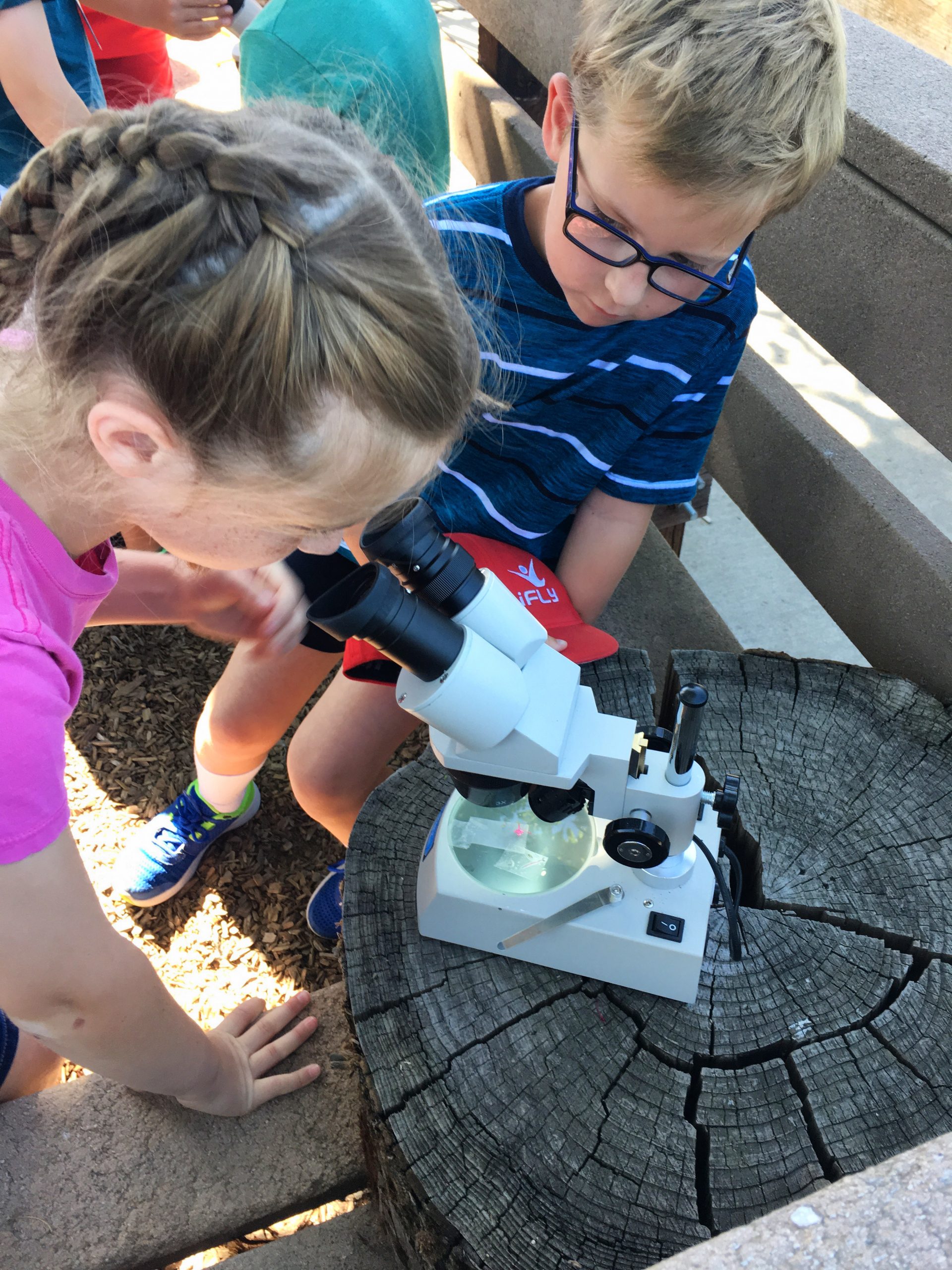 Students in Altamont Creek Elementary School's garden classroom look at a flower petal under a microscope.