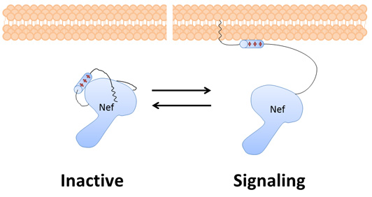 Nef – a critical HIV protein – changes shape. When it is bound to the lipid membrane, it is 
