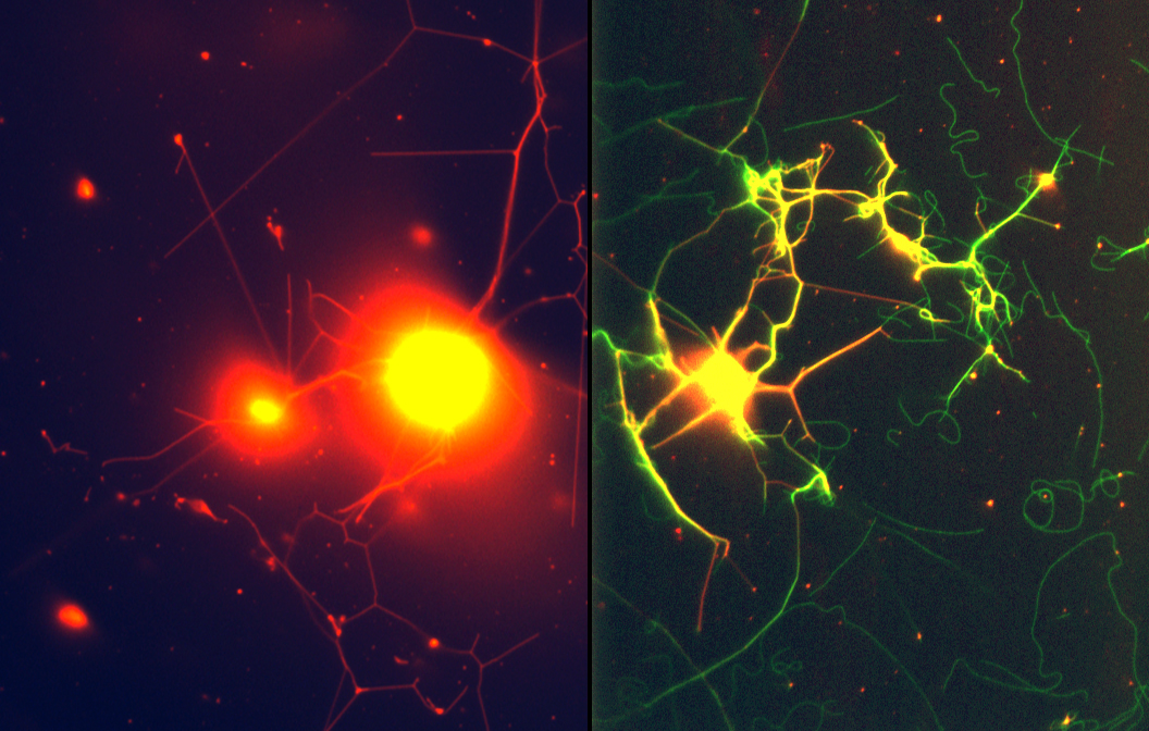 In these fluorescent microscopy images, the red image, left, shows only polymer nanotubes while the green image shows protein microtubules as well. Because polymer microspheres absorb more fluorescent dye than the nanotubes, the spheres are brighter. Each center 