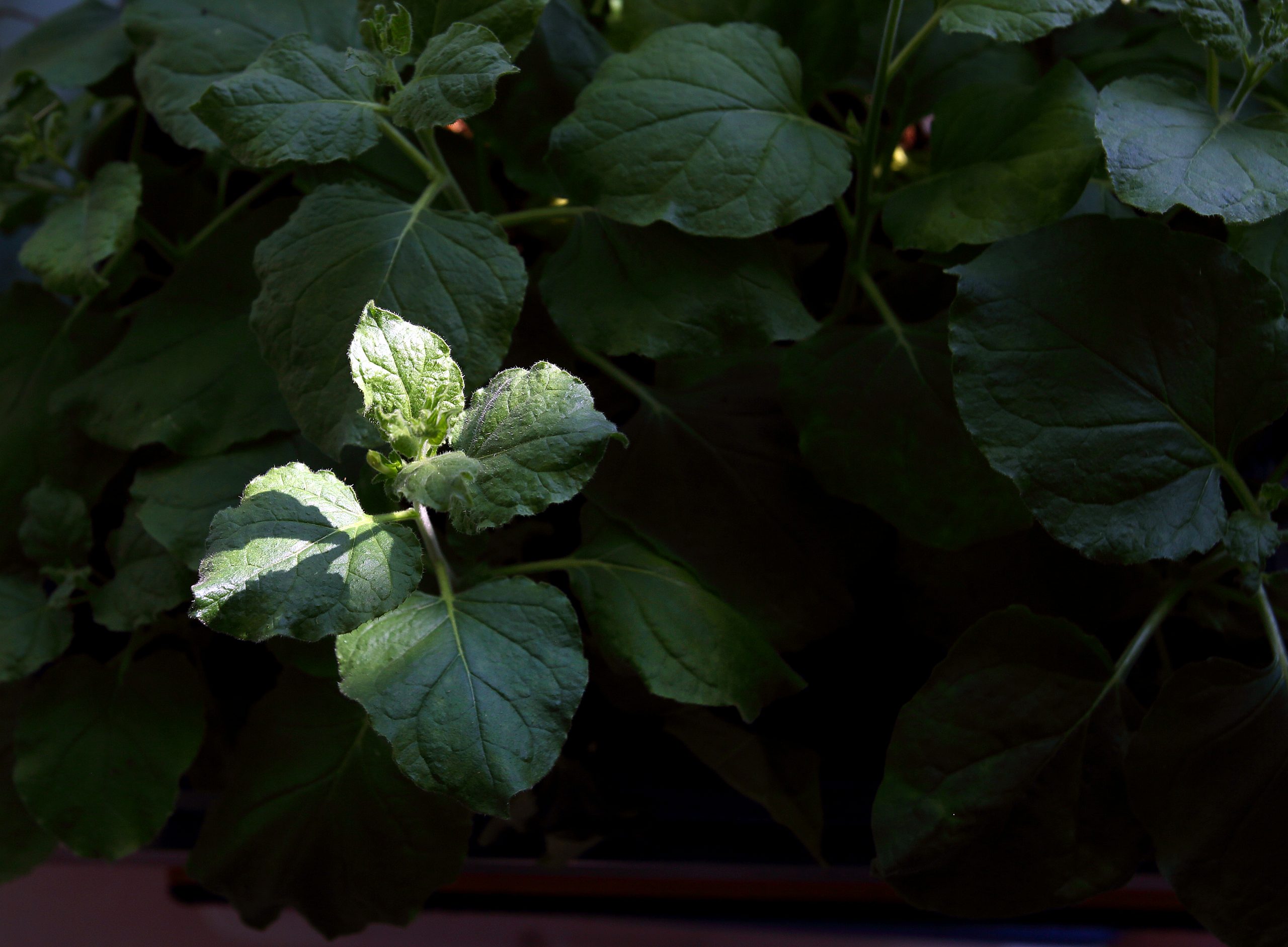 A Sandia National Laboratories team engineered a tobacco plant to produce high quantities of useful and easily extracted compounds.