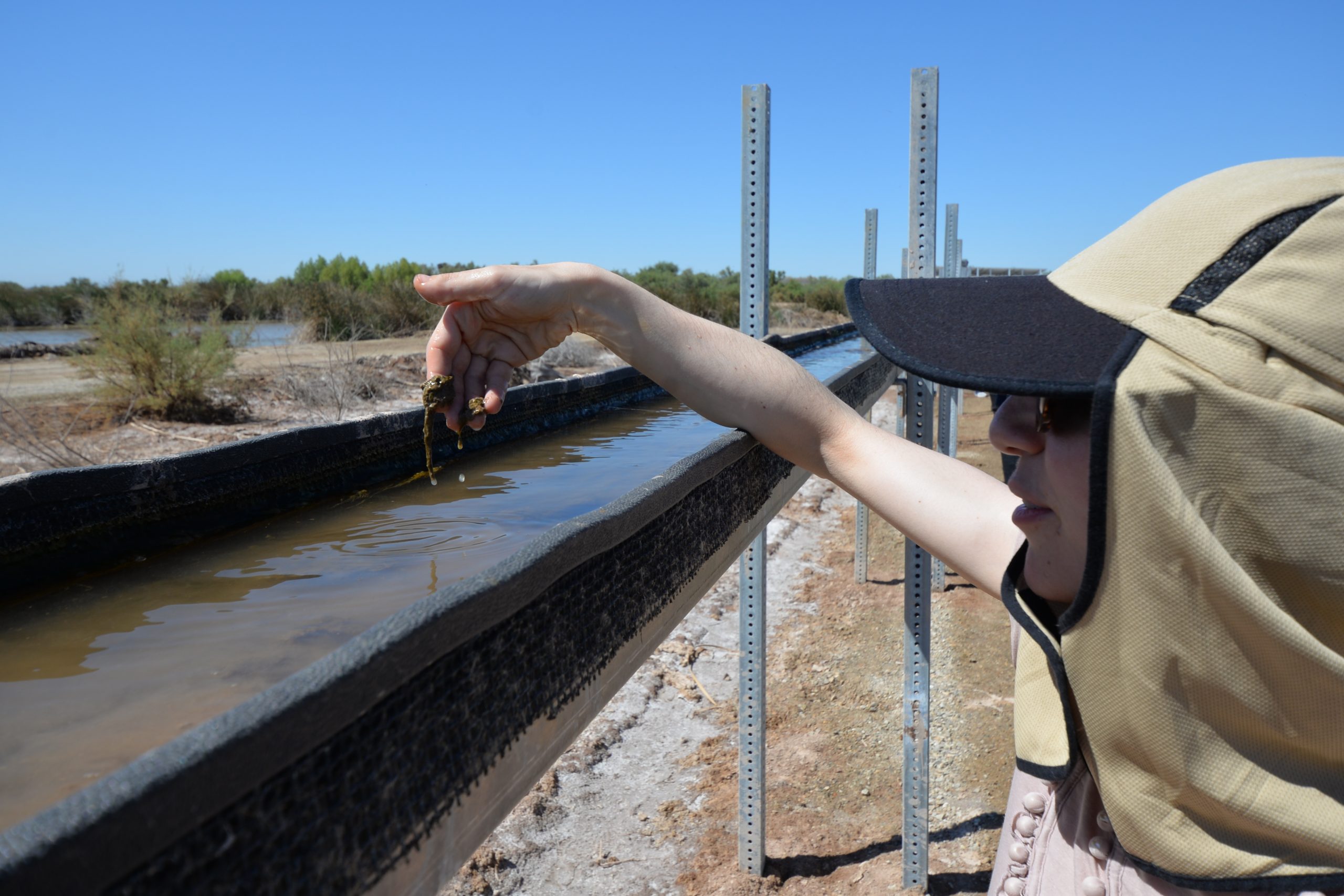 Sandia National Laboratories chemical engineer Anthe George with a handful of benthic algae growing in the Salton Sea Biomass Remediation, or SABRE, Project floway system.