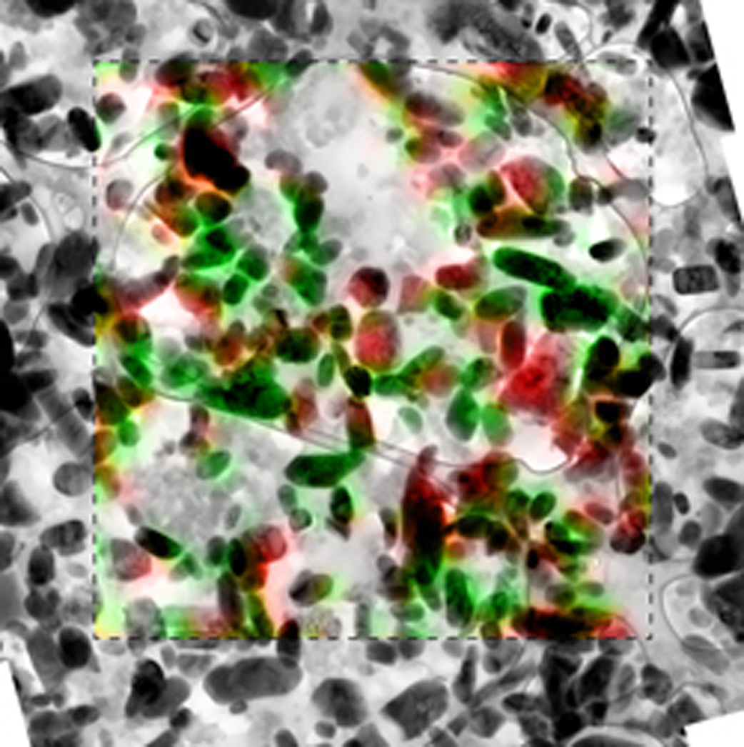 LFP particles as seen by a transmission electron microscope with overlay of the chemical information as seen by a scanning transmission X-ray microscope. The red represents lithium iron phosphate while green represents iron phosphate, or LFP without lithium.