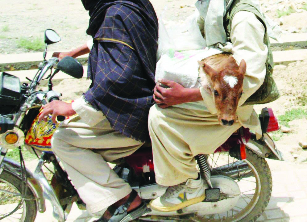 A revived calf rides home after being treated in an Afghan village by Sandia National Laboratories veterinarian Melissa Finley.