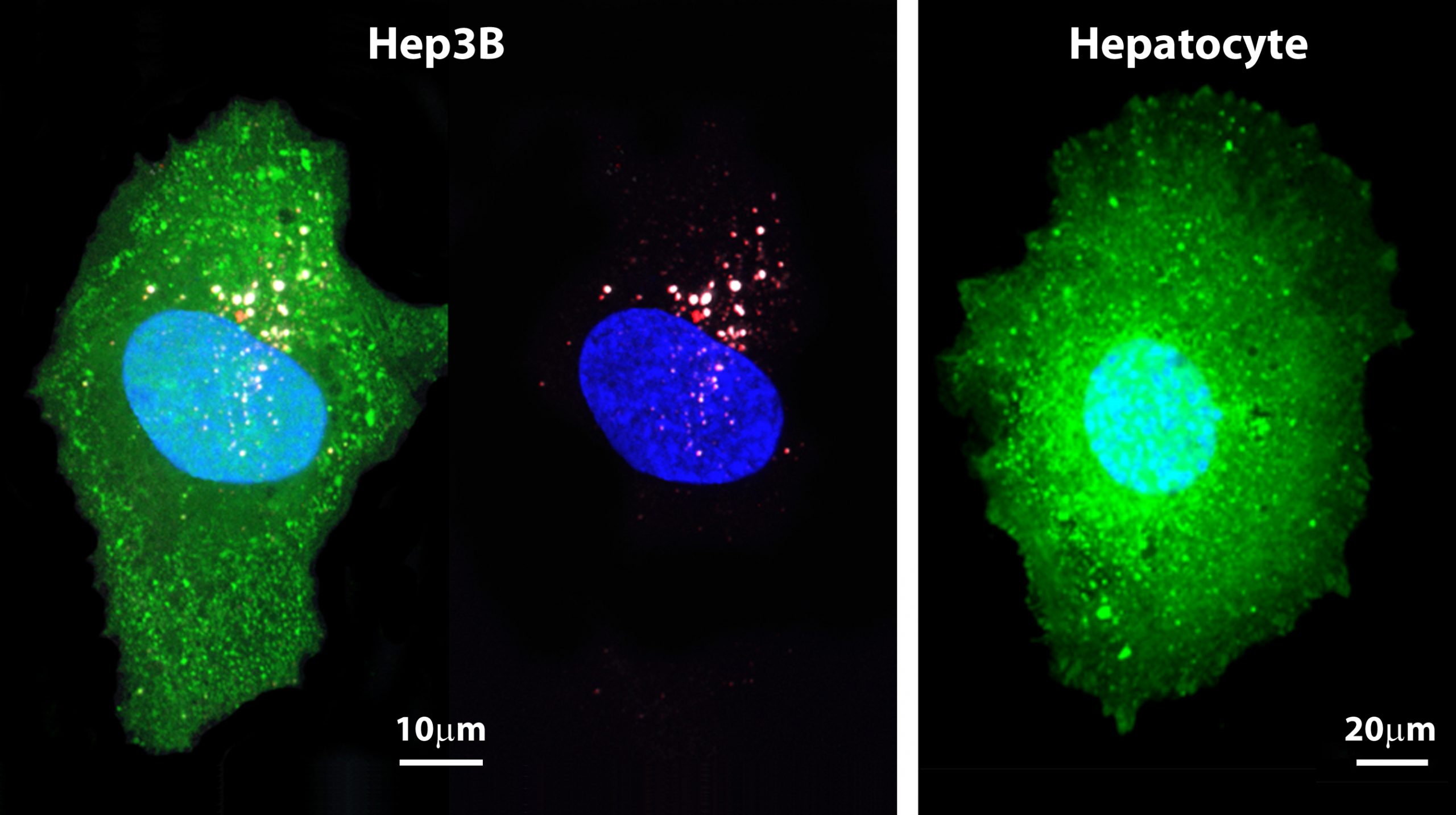 The figure on the left