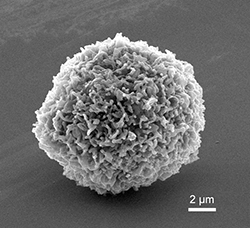 ZOMBIE CELL, ADVANCED -- This cell was pyrolized to 900 C in the absence of oxygen, leaving a cell of graphitic carbon and silica. Because carbon is conductive, the cell – practically identical to its protoplasmic original – doesn’t need to be coated in gold to produce an SEM image.