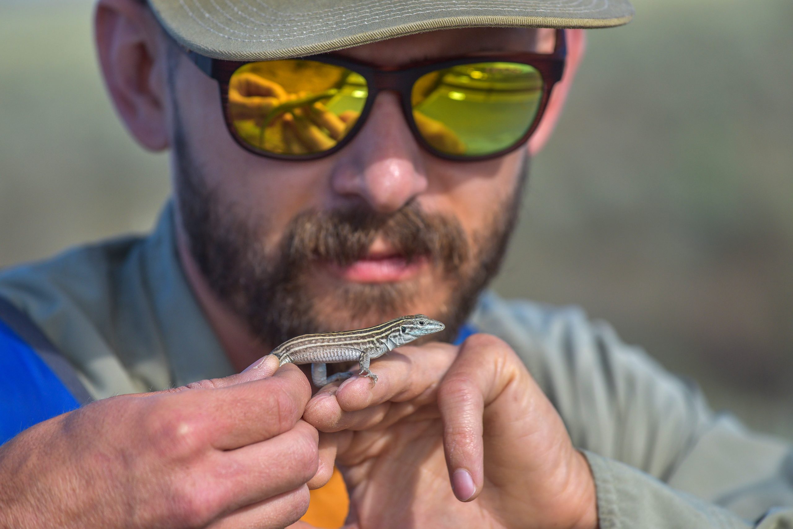 A Sandia National Laboratories wildlife biologist assesses a New Mexico Whiptail lizard captured on land controlled by the Department of Energy. The labs ecology team gathers baseline monitoring data on reptiles and amphibians living on labs property.