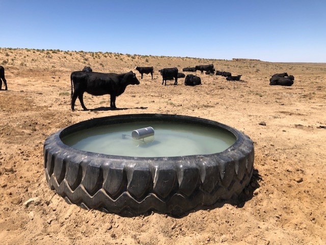 A group of cattle drink from a water tank where there didn’t used to be one, courtesy of the new Remote Wells Solutions system.