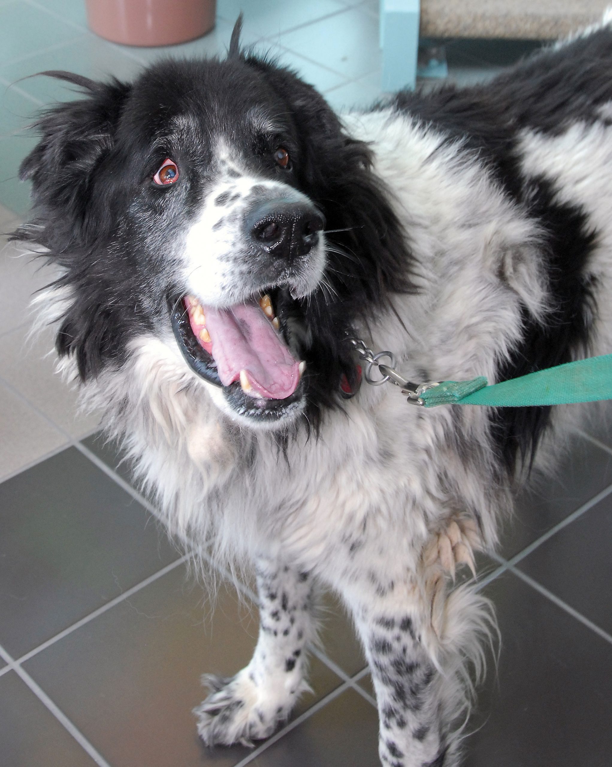 Beaux the Magic Chemistry Dog ready for action after being released by his dognapper.