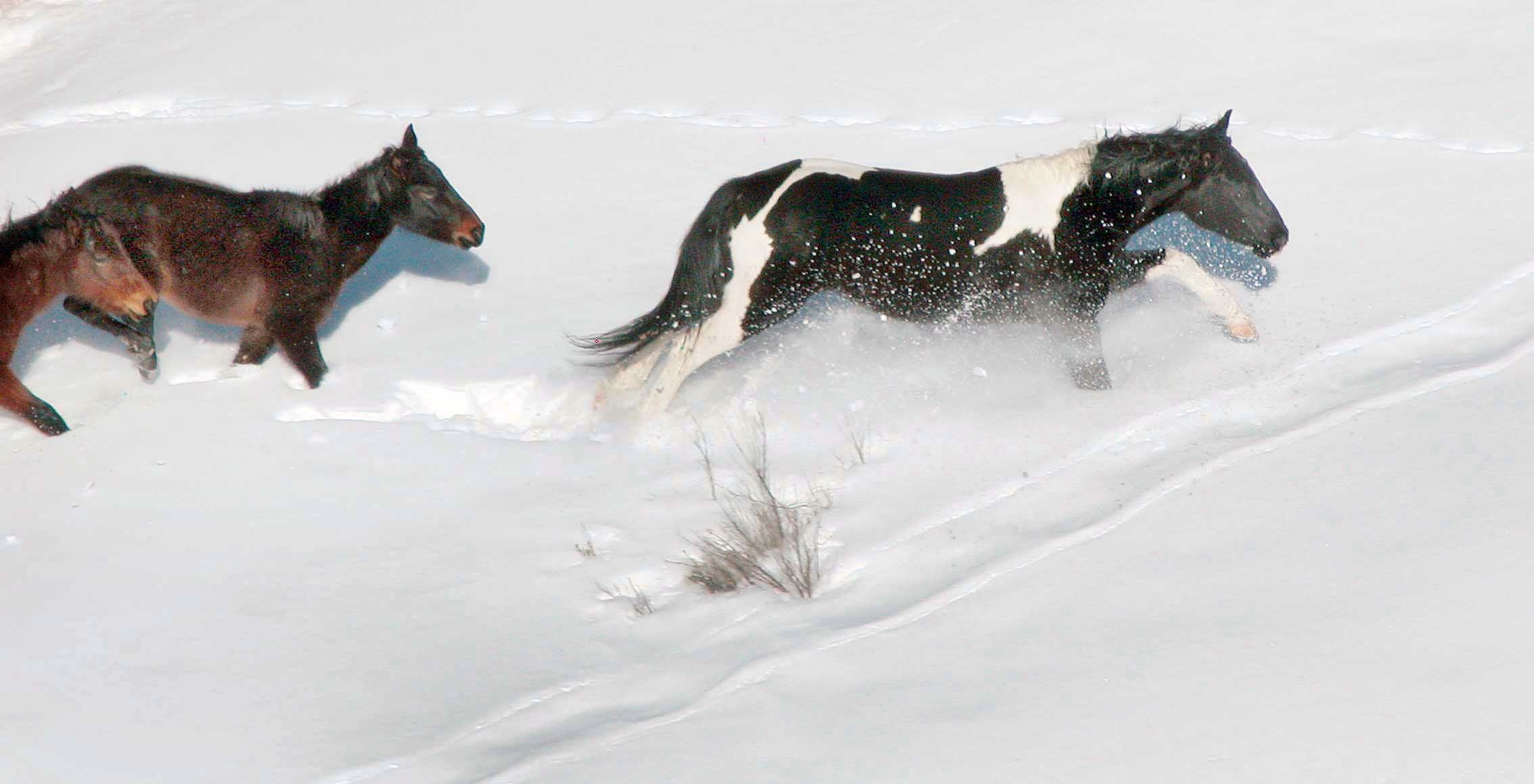 FREE SPIRITS -- Wild horses roam the Jicarilla Wild Horse Territory in northern New Mexico (Photo courtesy of U.S. Forest Service).<br />
Download 300dpi 277 KB JPEG image (Media are welcome to download/publish this image with related news stories.)