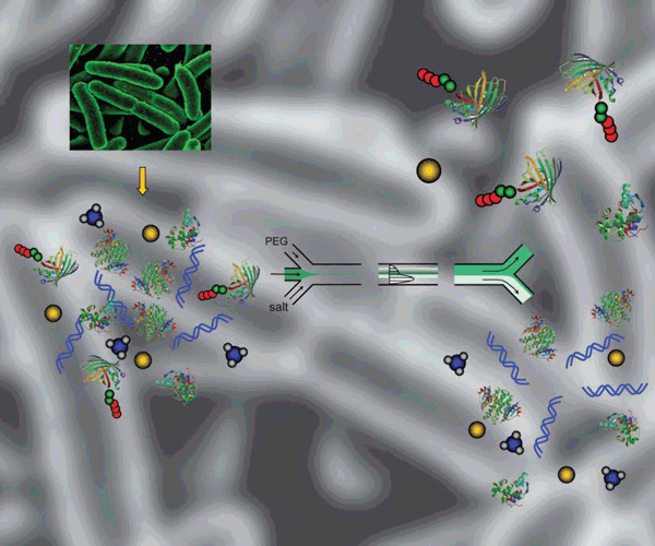 Advances made by Sandia researchers in protein purification and analysis are described in the 2008 Volume 8 edition of Lab on a Chip, a microfluidics journal. 