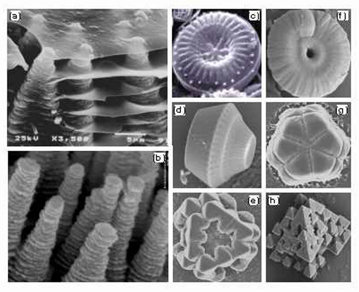 Complex nanostructed crystals have been prepared showing striking similarities with those observed in biominerals. (a) is nacre in red-abalone. (b) is synthetic ZnO crystals. (c) is a diatom. (d) to (h) are different types of synthetic silica crystals. The morphology depends on the growth conditions and can be controlled.
