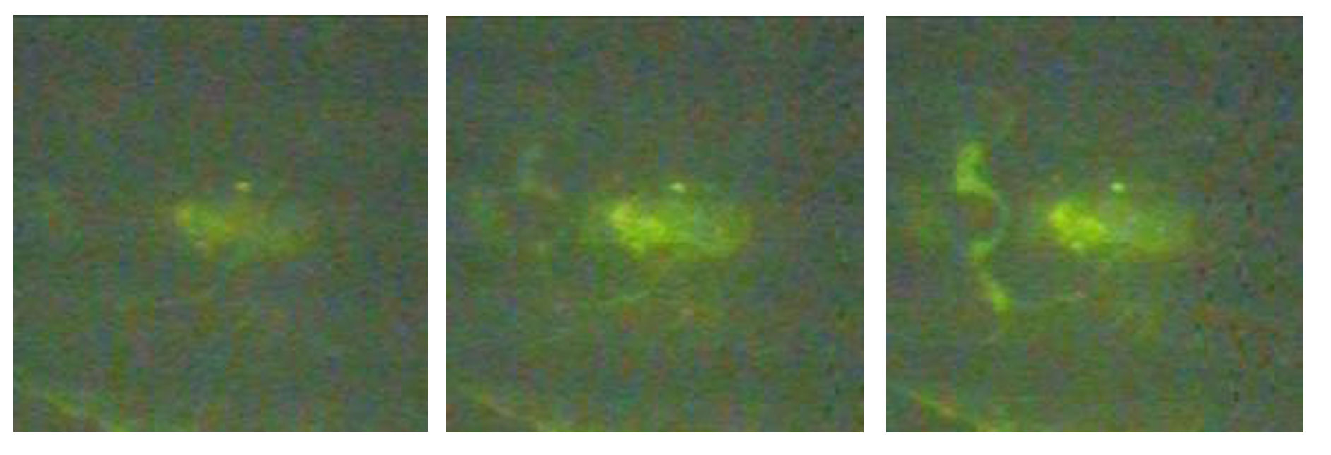Emerging from the fourth dimension? The series of increasingly bright photomicrographs demonstrate the desorption of fluorescently labelled proteins at 0.0, 0.8, and 1.2 seconds after the heater line was turned off.