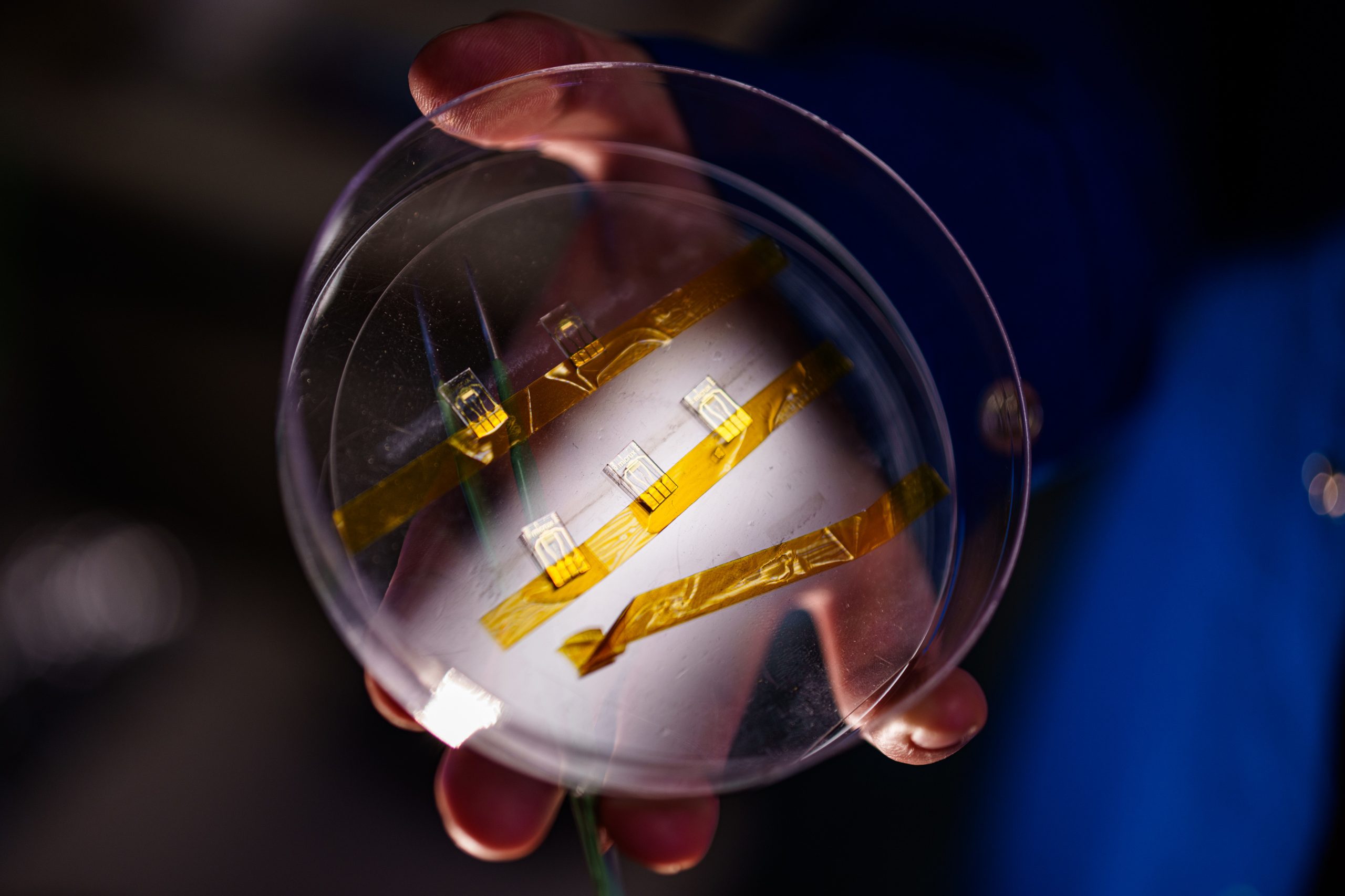 Microelectronic devices consisting of two metal combs with interleaved teeth with a coating of a porous material designed by Sandia National Laboratories to trap and detect sarin, and related chemical warfare agents. (Photo by Craig Fritz) Click on the thumbnail for a high-resolution image.