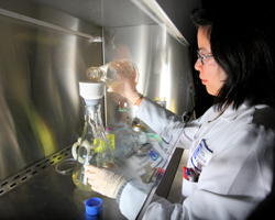Sandia researcher Eizadora Yu prepares biomass harvested from liquid fungal cultures for nucleic acid analysis. The cultures come from the endophytic fungus Hypoxylon sp, which produces compounds potentially used for fuel.
