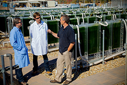 Sandia algae researchers