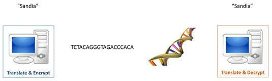 The Bachands' method of encrypting a message into DNA.